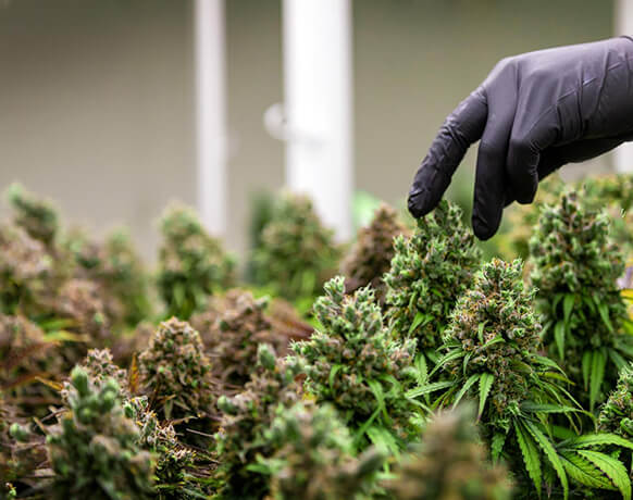 cannabislegalanbauen about img