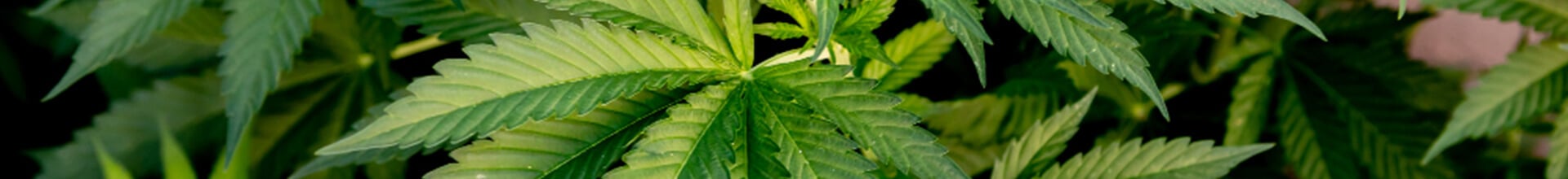cannabislegalanbauen cta bg