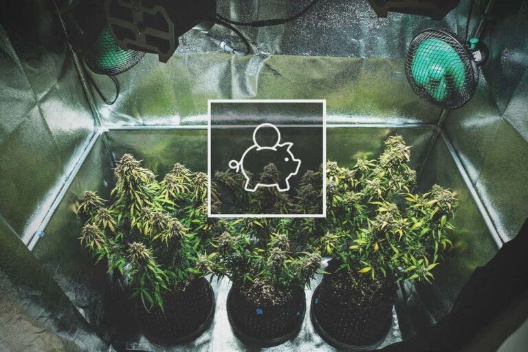 Cannabis Anbau Stromkosten: Wie Viel Müssen Sie Investieren?