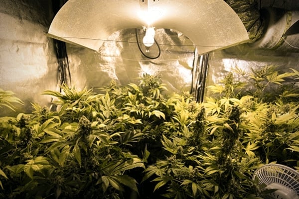 Cannabis-Anbau Ohne Künstliche Beleuchtung: Tipps Und Techniken
