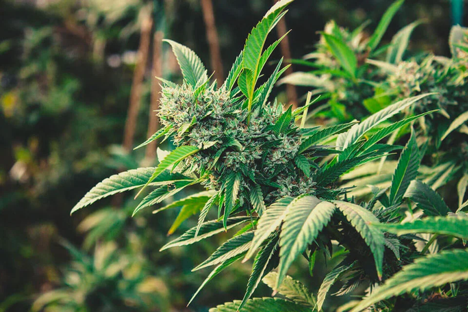 Cannabis Im Freien Anbauen: Methoden, Tipps Und Erfolgsfaktoren 1 Cannabis Im Freien Anbauen: Methoden, Tipps Und Erfolgsfaktoren