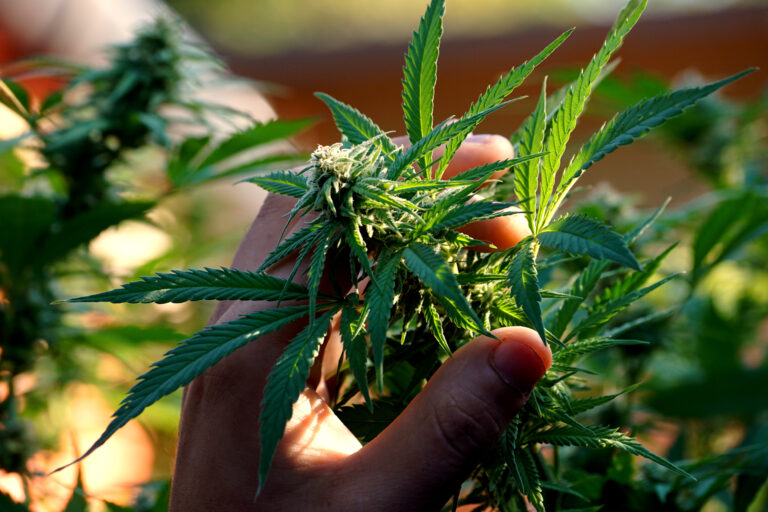 Cannabis In Deutschland Anbauen: Was Erlaubt Ist Und Was Nicht
