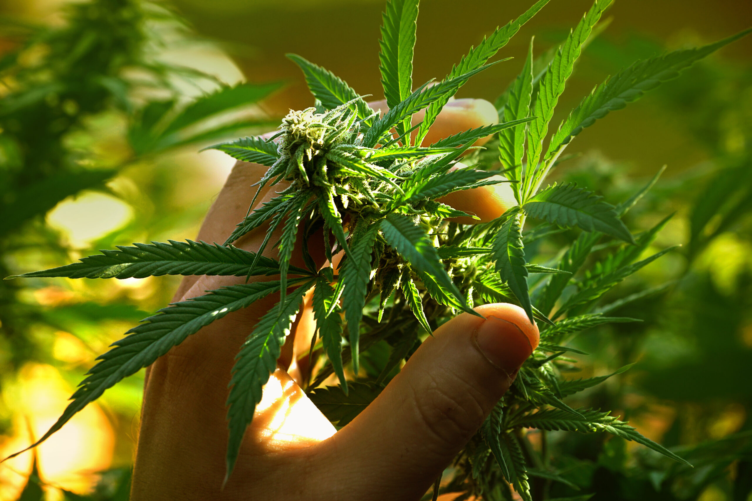 Cannabis Im Garten Anbauen - So Funktioniert's