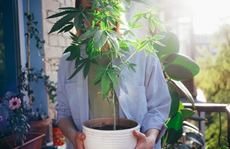 Anbau Von Cannabis Auf Dem Balkon Vorgehensweise Und Tipps
