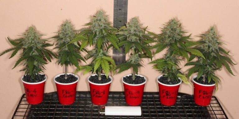 Anbau Von Cannabis Grundlagen Und Tipps