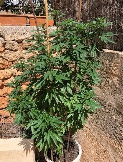 Cannabis Anbau Outdoor Anleitung: So Geht's