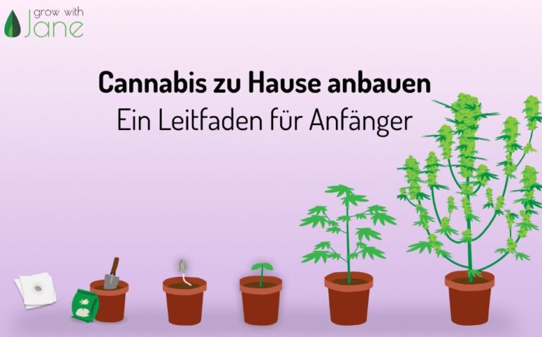 Anleitung Zum Anbau Von Cannabis Aus Samen
