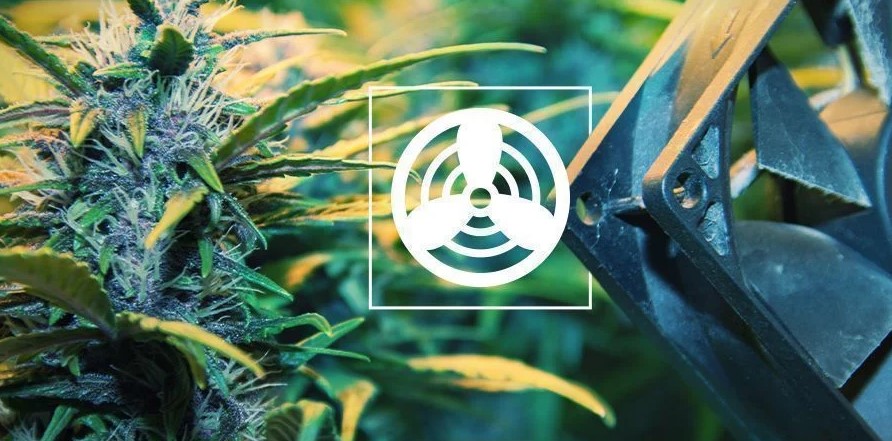 Belüftungssysteme Für Den Cannabis-Anbau