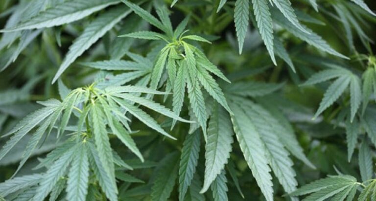 Cannabis Anbau Anleitung
