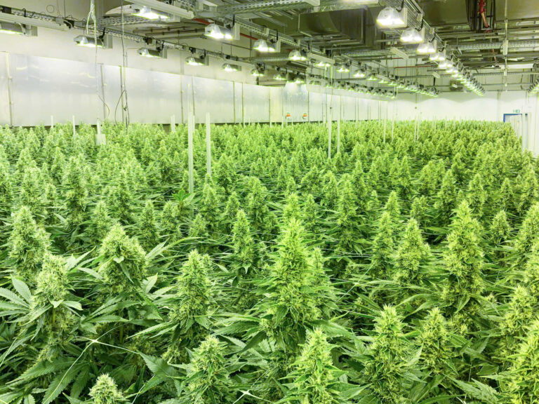 Cannabis-Anbau In Deutschland Legalität, Vorschriften Und Verfahren