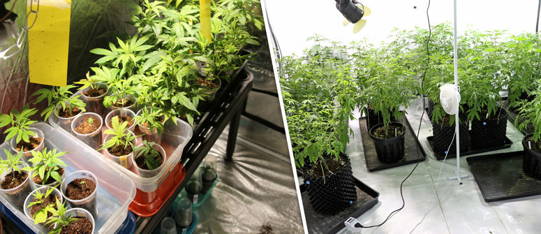 Cannabis Indoor Anbau Set Empfehlungen