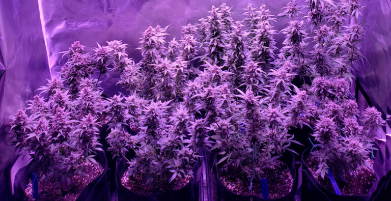 Cannabis Indoor Anbau Tipps Und Tricks