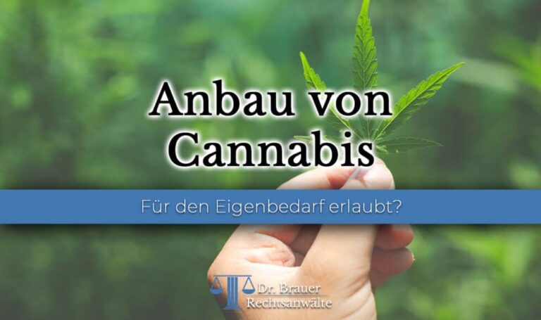 Cannabis Legal Anbauen In Deutschland Die Rechtliche Lage