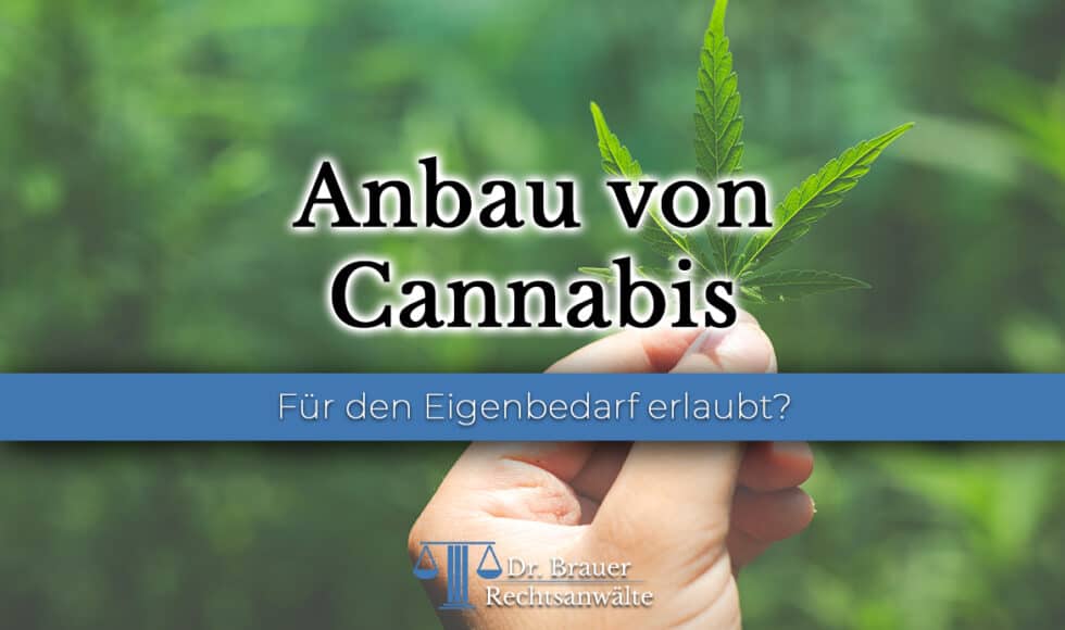 Cannabis Legal Anbauen In Deutschland: Die Rechtliche Lage 1 Cannabis Legal Anbauen In Deutschland Die Rechtliche Lage