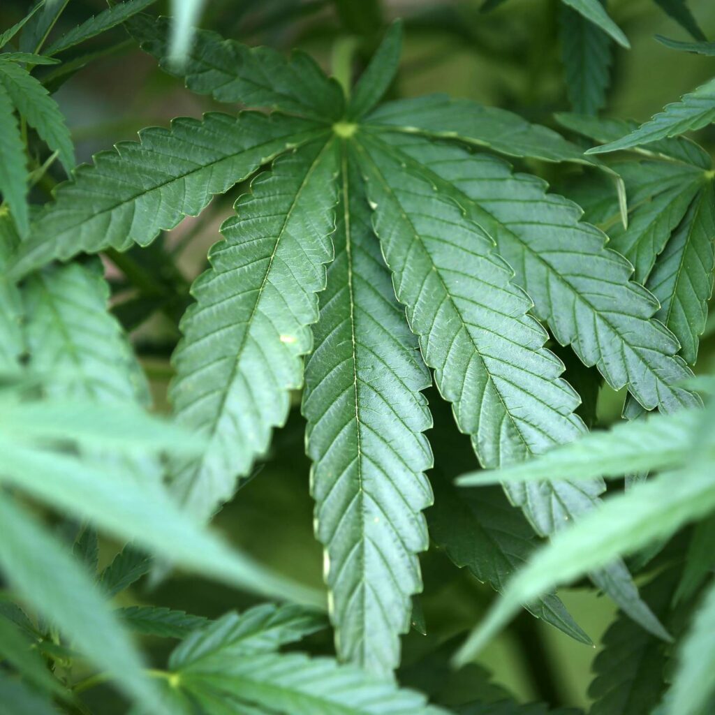 Cannabis Legal Anbauen: Was Sie Wissen Müssen 1 Cannabis Legal Anbauen: Was Sie Wissen Müssen