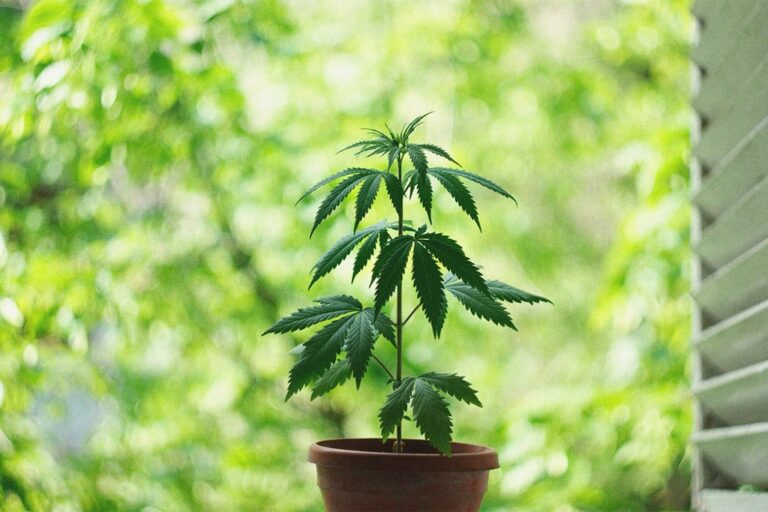 Cannabis Ohne Künstliche Beleuchtung Anbauen Natürliche Lichtquellen Nutzen