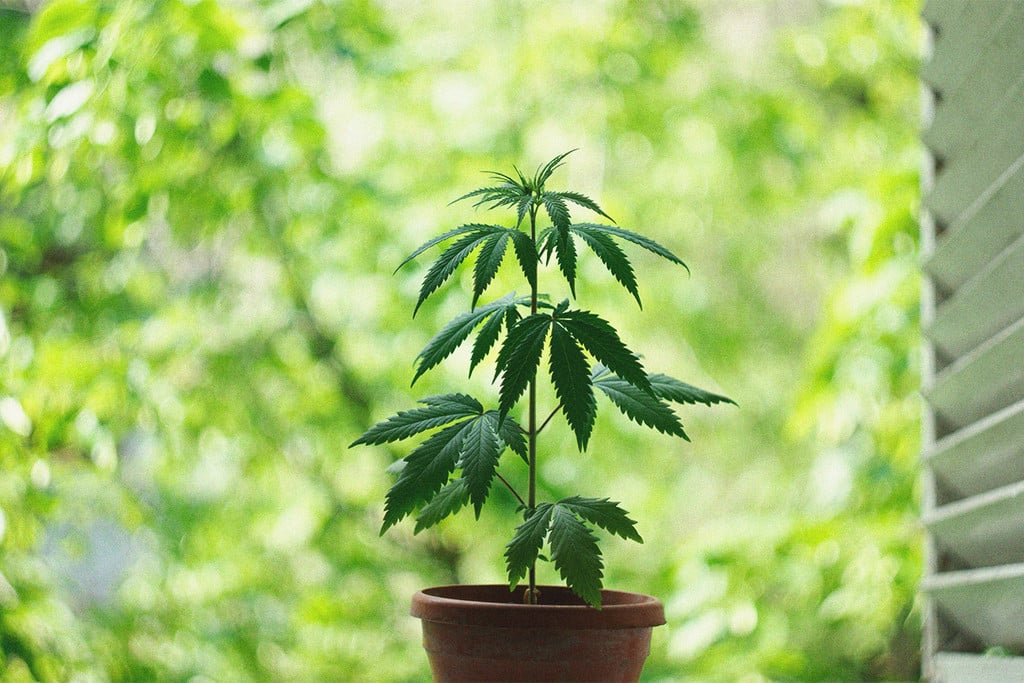 Cannabis Ohne Künstliche Beleuchtung Anbauen: Natürliche Lichtquellen Nutzen 1 Cannabis Ohne Künstliche Beleuchtung Anbauen Natürliche Lichtquellen Nutzen