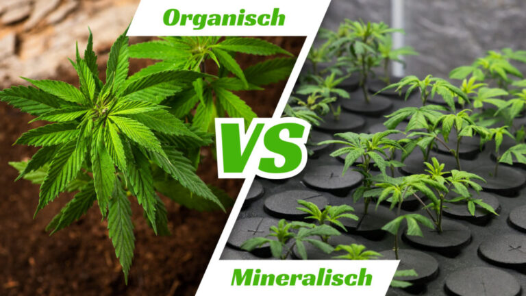 Cannabis Pflanze Anbauen – Tipps Und Tricks