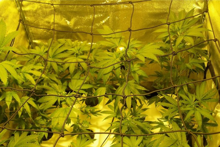 Cannabis Pflanzen Anbauen So Klappt’s