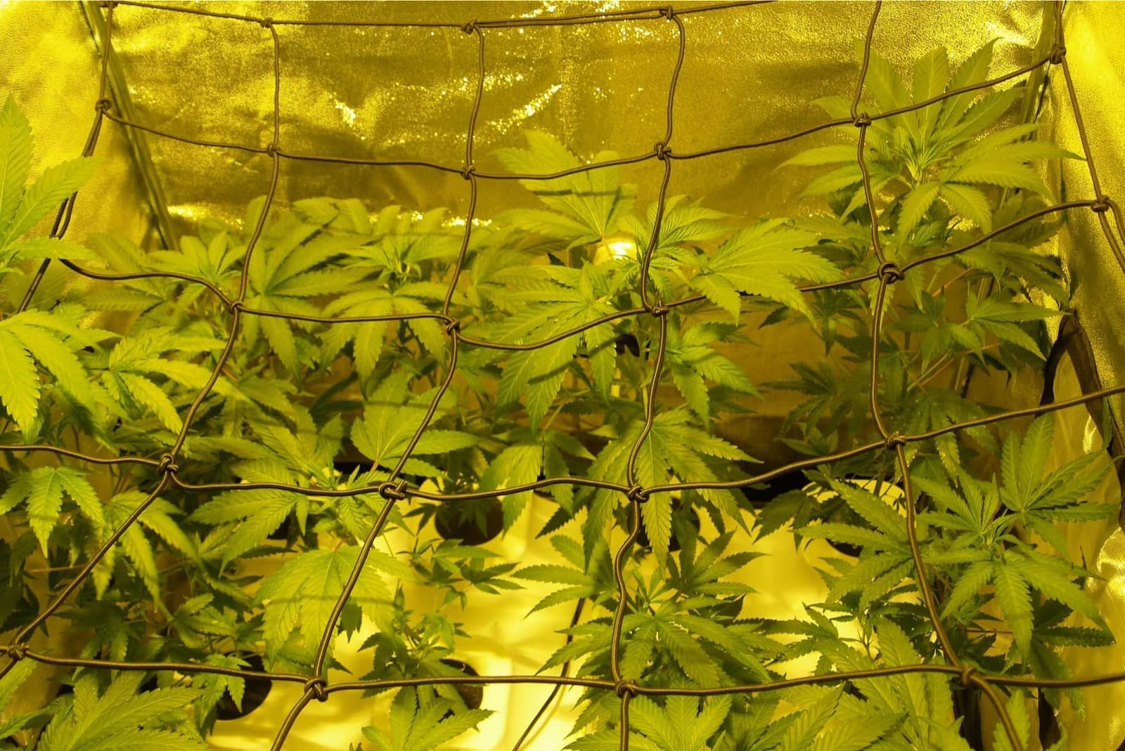 Cannabis Pflanzen Anbauen So Klappt’s