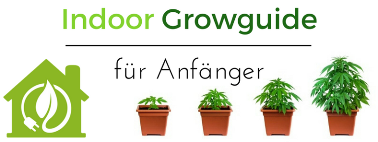 Cannabis Samen Anbauen Eine Schritt-für-Schritt-Anleitung