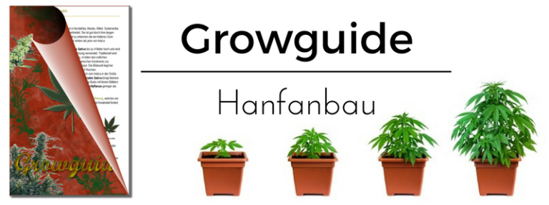 Cannabis Selber Anbauen Eine Anleitung