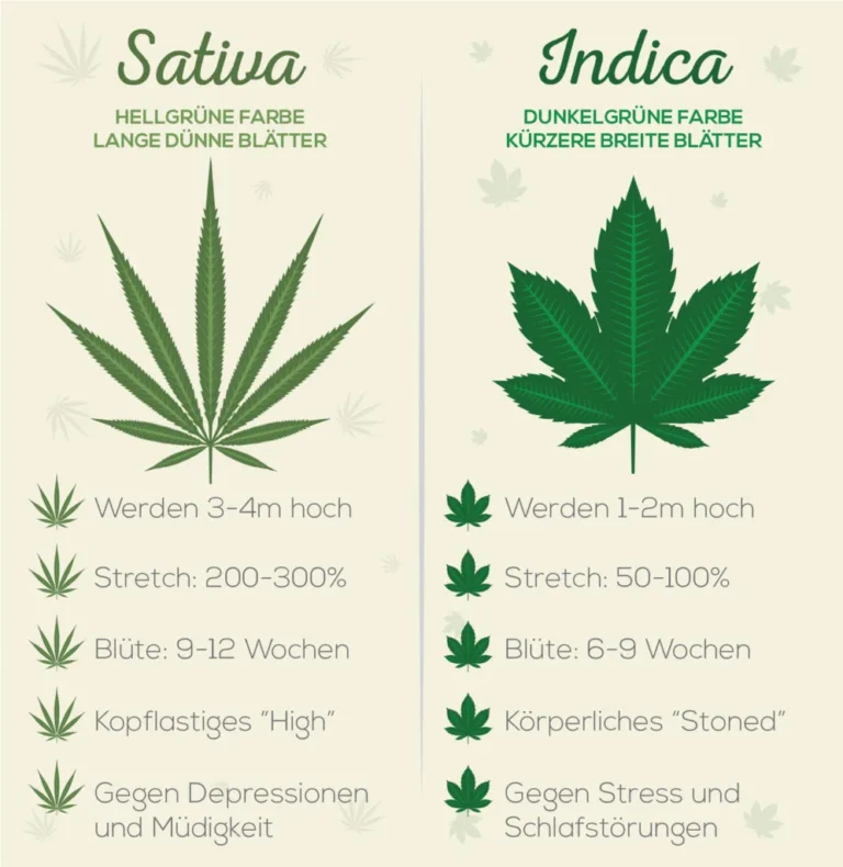 Cannabis Selbst Anbauen Alles Was Sie Wissen Müssen