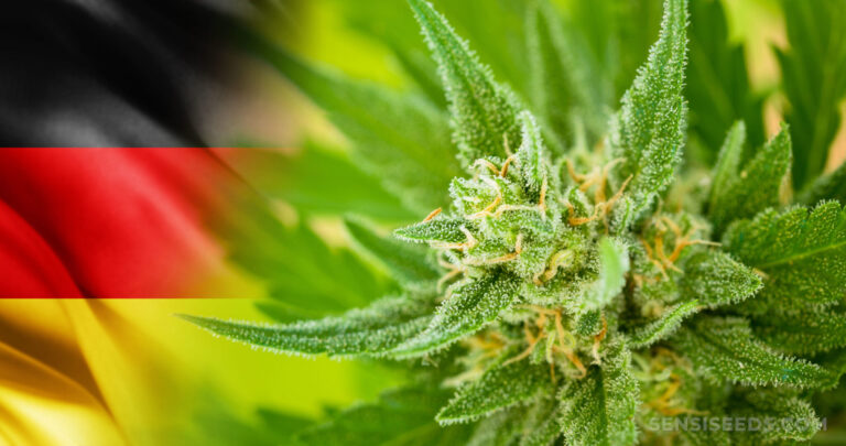 Die Gesetzlichen Strafmaße Für Cannabis-Anbau In Deutschland