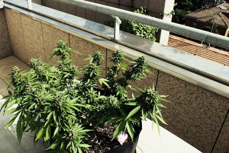 Erfolgreicher Cannabis-Anbau Auf Dem Balkon: Anleitung Und Tipps