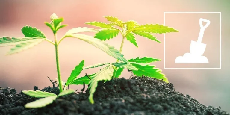 Cannabis In Erde Anbauen: Vorteile, Erdenwahl Und Pflegetipps