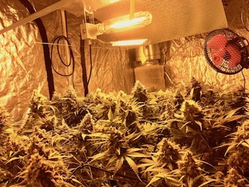 Indoor-Cannabis-Anbau: Schritte, Vorteile Und Herausforderungen