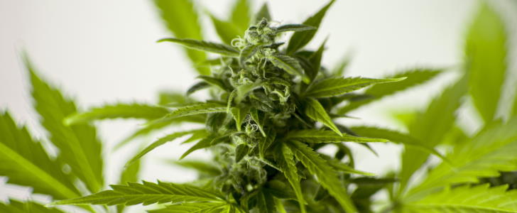 Kostenanalyse Für Den Cannabis-Anbau: Investitionen Und Mögliche Renditen