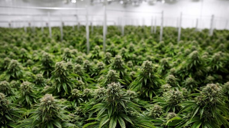Legaler Cannabis-Anbau In Deutschland: Regelungen, Möglichkeiten Und Voraussetzungen