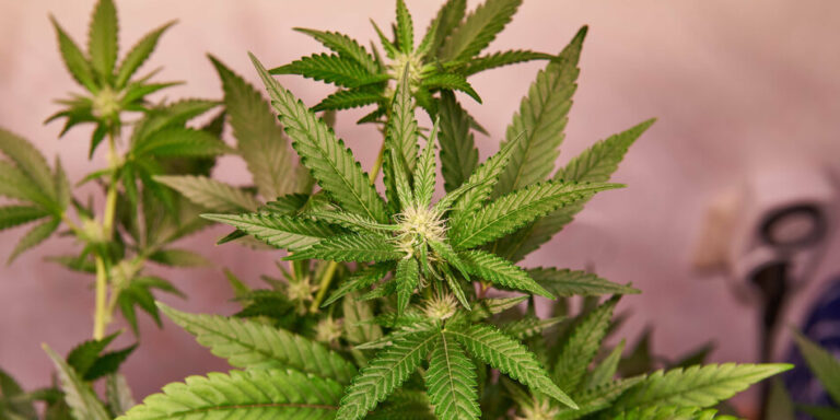 Legalisierung Des Cannabis-Anbaus: Argumente Und Diskussionen In Deutschland