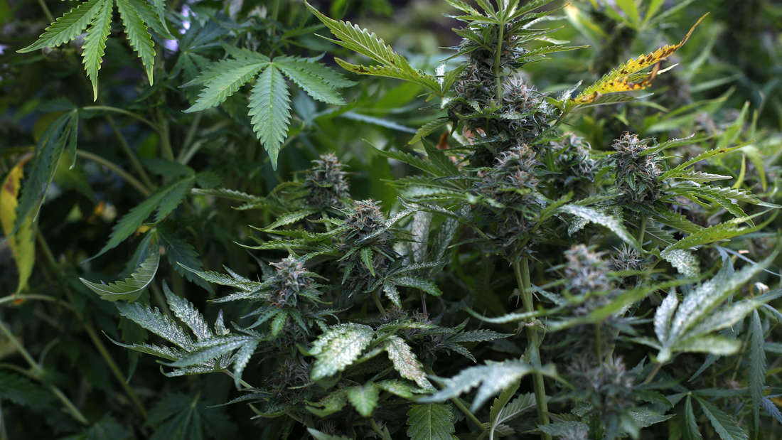 Legalisierung Des Eigenbedarfs Anbaus Von Cannabis Aktuelle Debatten Und Perspektiven