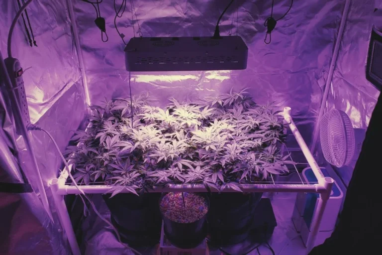 Lichtzyklen Und Optimale Beleuchtung Für Den Cannabis-Anbau