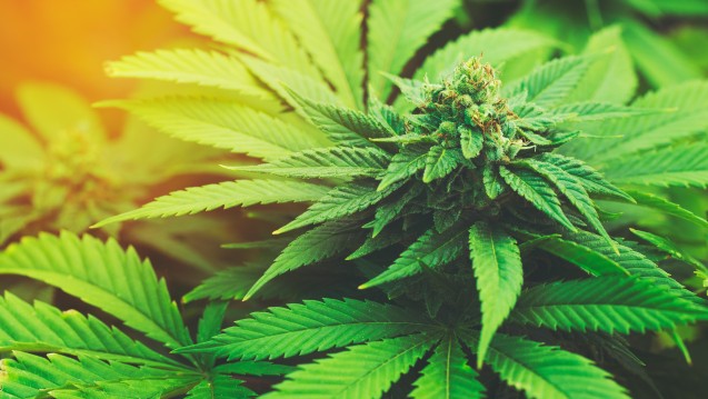 Cannabis-Anbau-Genehmigung: Antragsprozess Und Voraussetzungen In Deutschland