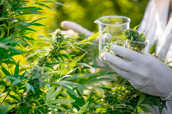 Medizinischen Cannabis Anbauen