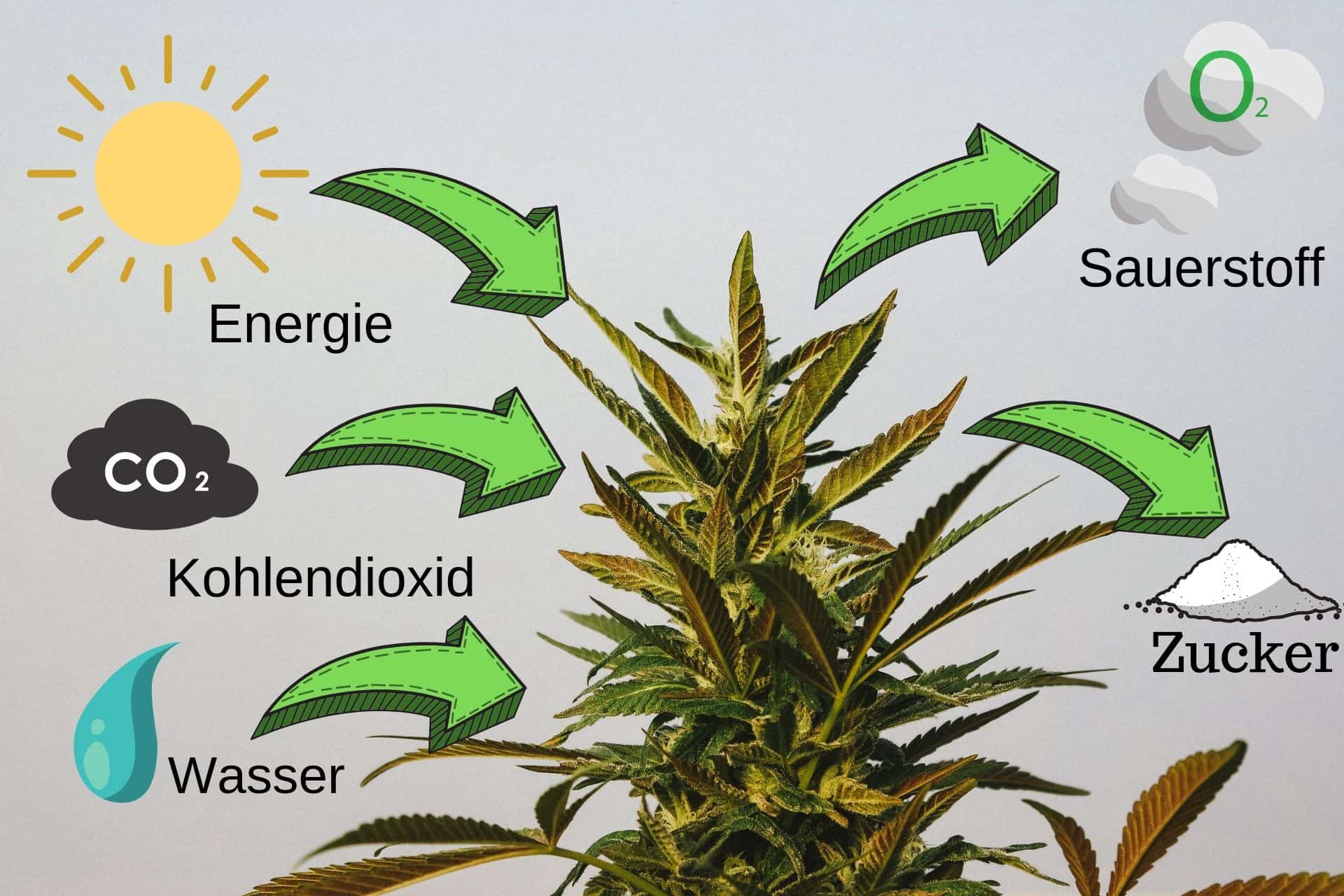 Optimale Temperaturen Fur Den Cannabis Anbau