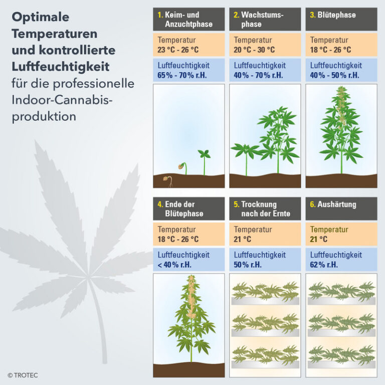 Optimale Temperaturen Für Den Outdoor-Cannabis-Anbau