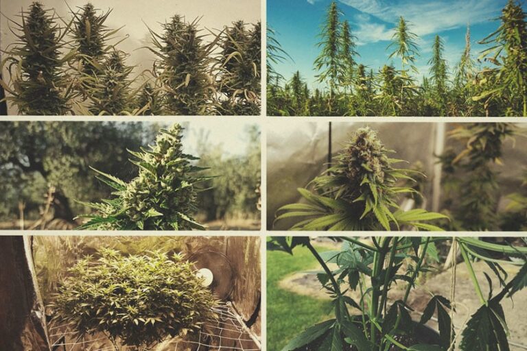 Outdoor-Cannabis-Anbau: Vorteile, Herausforderungen Und Anleitung