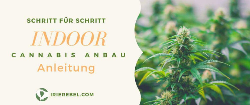 Outdoor Cannabis Anbau
