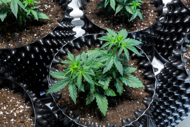 Strafe Für Cannabis Anbau: Was Sie Erwartet