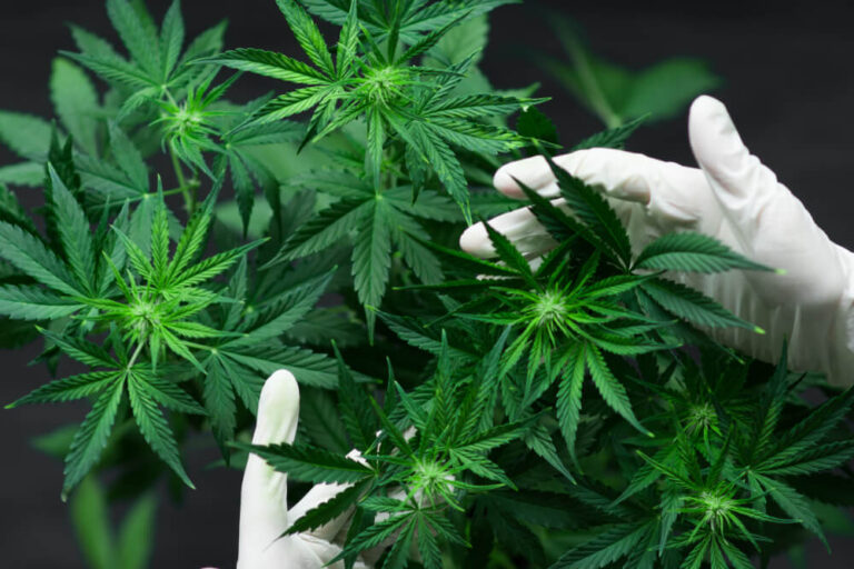 Strafen Für Den Cannabis Anbau – Was Droht?
