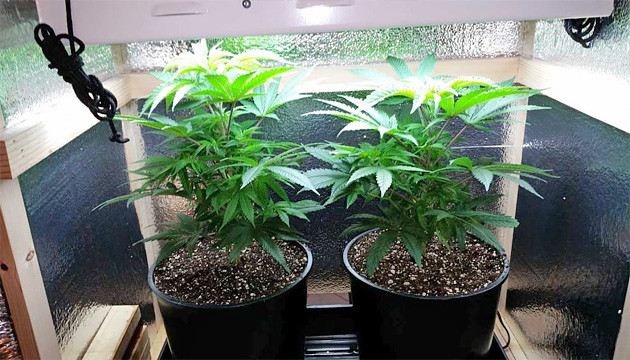 Topfe Fur Den Cannabis Anbau