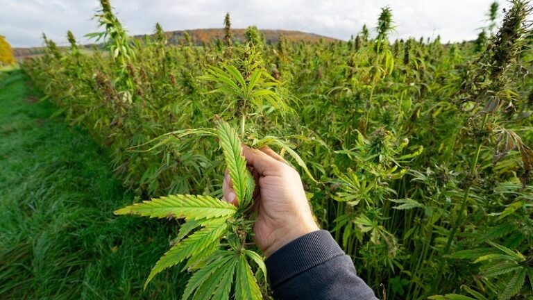Cannabis-Anbau In Der Landwirtschaft: Chancen Und Herausforderungen Für Deutsche Bauern