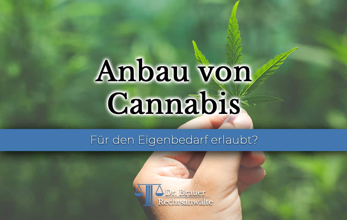 Cannabis Anbauen Strafe: Was Droht Bei Illegaler Kultivierung?