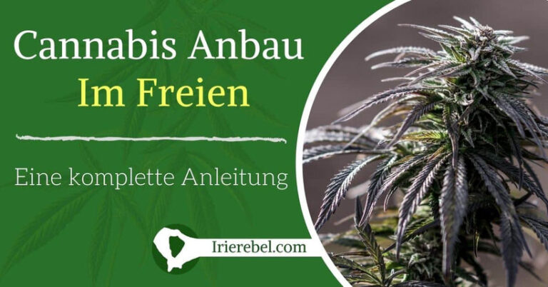 Cannabis Im Freien Anbauen: Voraussetzungen, Chancen Und Herausforderungen