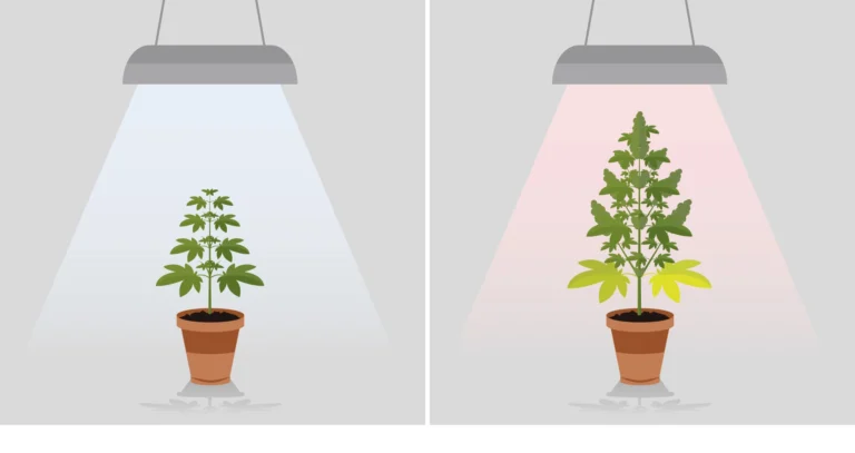 Cannabis Anbau Licht: Die Richtige Beleuchtung Für Ihre Pflanzen