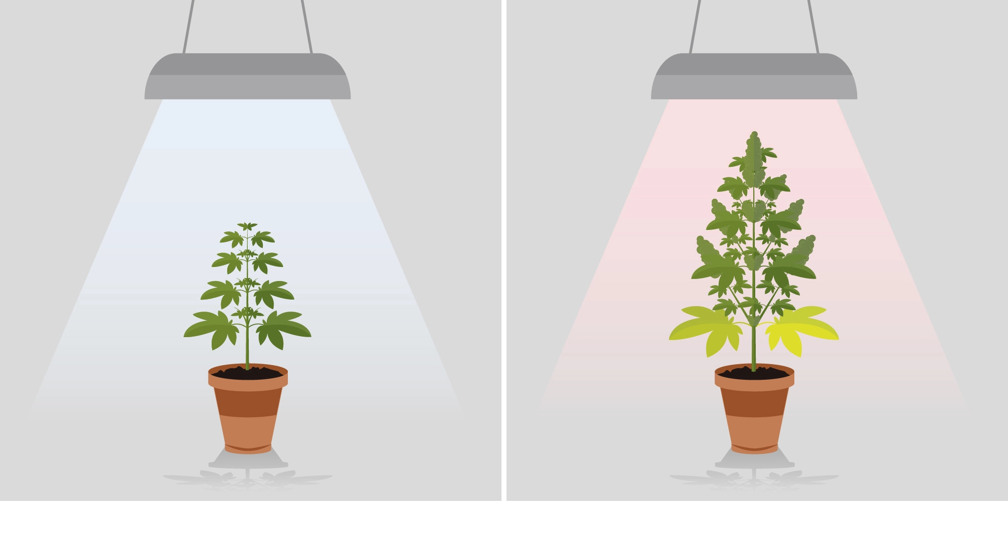 Cannabis Anbau Licht: Die Richtige Beleuchtung Für Ihre Pflanzen